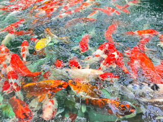 Obraz na płótnie Canvas koi fish in pond