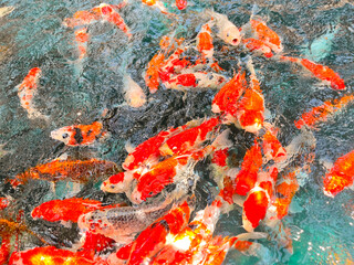 Obraz na płótnie Canvas fish in pond