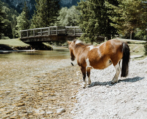 horse on the river