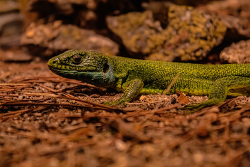 green lizard on a rock