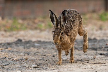 rabbit szarak zając język oczy biegnie - 620290792