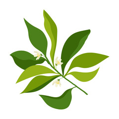 flowering branch of a lemon tree. branch with leaves and flowers on a white background