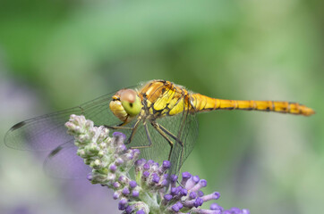 macro of a large dragonfly resting on the flower of a butterfly bush with a soft bokeh background