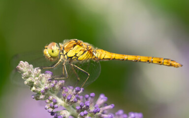 macro of a large dragonfly resting on the flower of a butterfly bush with a soft bokeh background