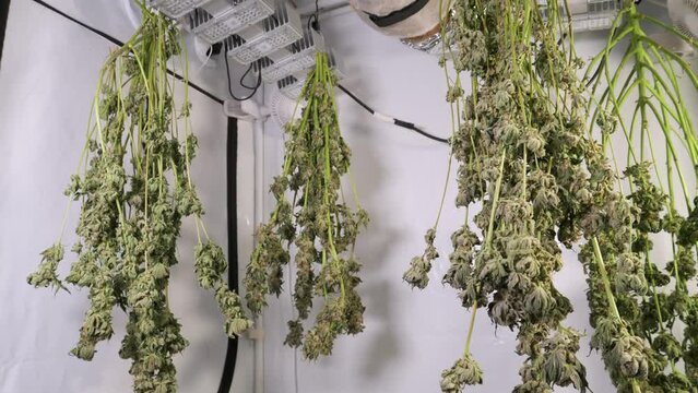 Drying Cannabis in a Grow Tent
