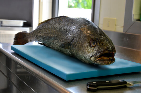 Shade-Fish on cutting board