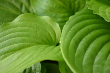Macro texture of a green leaf, macro texture of a bright green leaf, close-up of leaf veins
