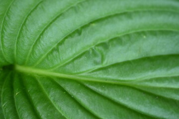 Macro texture of a green leaf, macro texture of a bright green leaf, close-up of leaf veins

