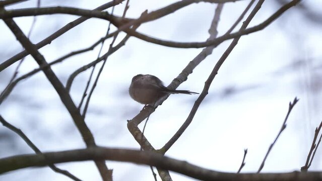 A long-tailed tit (Aegithalos caudatus) cleaning its feathers