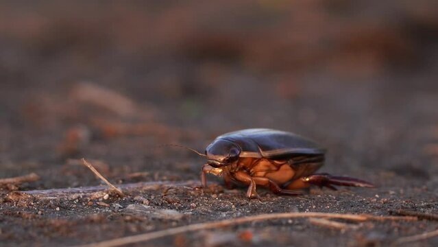 A Dytiscus marginalis (Great Diving Beetle) sitting on the ground and flying away