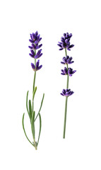 Lavender flowers isolated on transparent background. Collection of lavender flowers for design. - 620295305