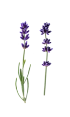 Fototapeten Lavender flowers isolated on transparent background. Collection of lavender flowers for design. © Inna Dodor