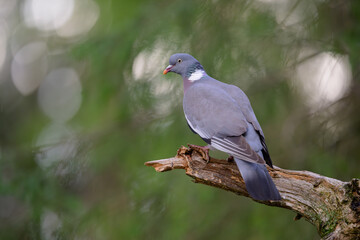 Stock dove (Columba oenas) in green forest