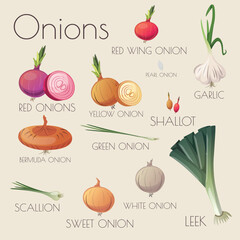 Set of Vector Illustrations of Onions