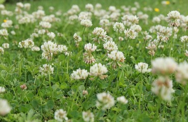 a beautiful group white clovers in a green meadow closeup