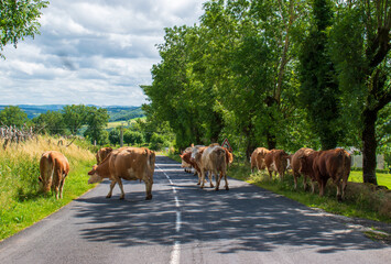 Troupeau de vaches sur la route dans la région de l'Aubrac en France