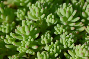 macrophotograph of succulent as background, green succulent in close-up 