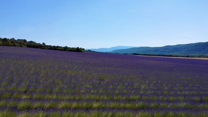 drone photo lavender fields Valensole France europe	