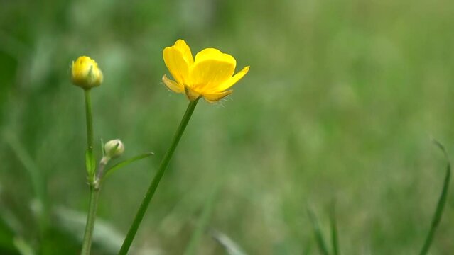 Yellow Buttercup wildflower Ranunculus polyanthemos. Buttercup wildflower breeze.