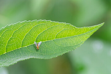 Condylostylus occidentalis fly eats a small ant