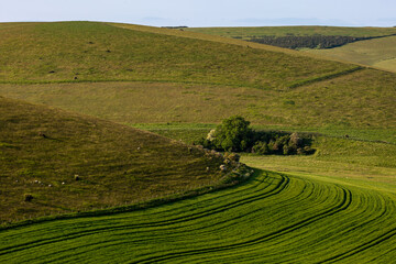 Fototapeta na wymiar Crops growing in the South Downs on a sunny summer's evening