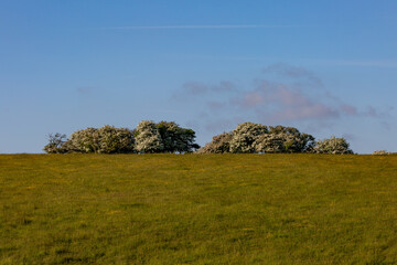 A rural Sussex landscape on a late spring day, with hawthorn in bloom