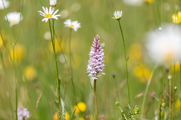 A wildflower meadow in spring, with daisies, buttercups and orchids in bloom