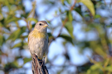 female Saffron Finch (Sicalis flaveola) perched on wooden trunk