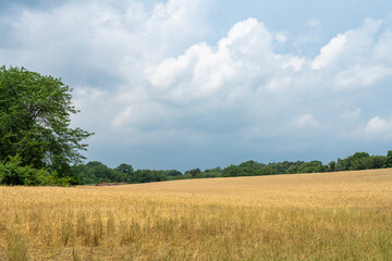 Fototapeta na wymiar Wheat Field Under Thunderstorm Sky