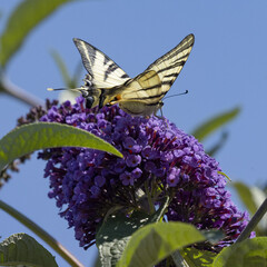 Papillon iphiclides podalirius sur une fleur de buddleia