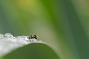 Closeup of housefly washing itself with drops of water on a leaf