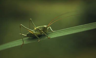 Macrophotography of a green grasshopper sitting in the grass. The invasion of locusts on farmers' fields.A jumping insect.