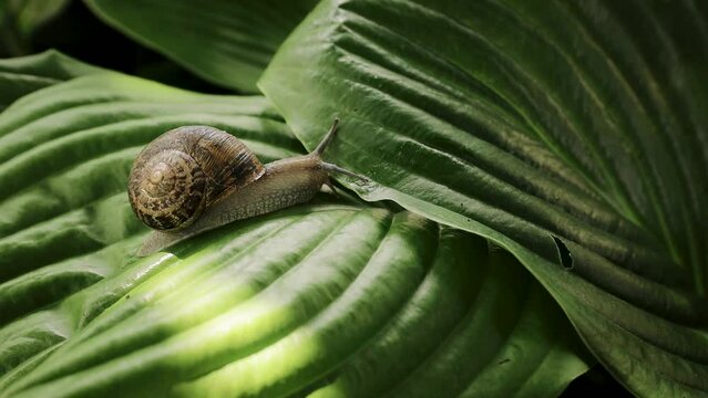 Close up shot of slimy snail sliding slow on large green leaf of plant. Gray small Helix Aspersa Muller