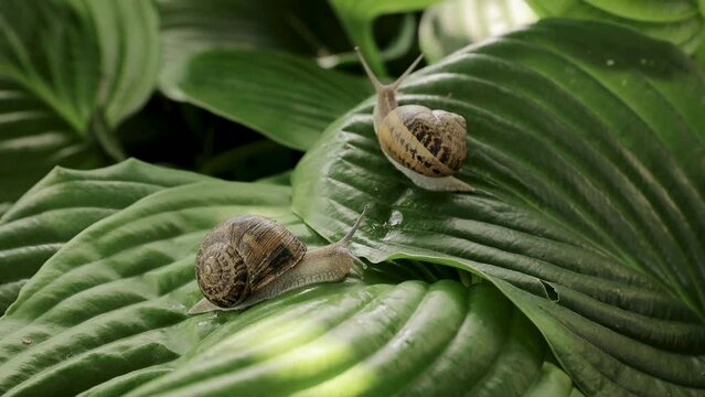 Helix Aspersa Muller snail, Helix pomatia. Macro shot of two snails moving slowly on large green tropic leaves