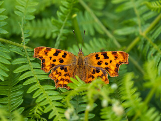 Fototapeta na wymiar Comma Butterfly Resting on a Fern