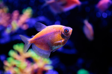 fish in aquarium