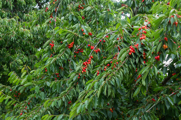 Cherry orchard with red ripe cherries.