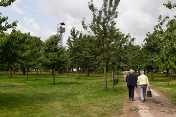 Two elderly women walk along the path past the cherry trees.