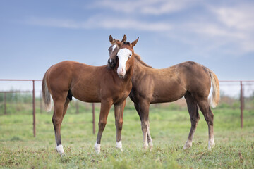 Naklejka na ściany i meble Quarter Horse Foals