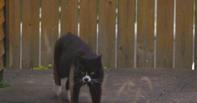 Black cat prowling garden path long grass slow motion