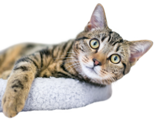 A young brown tabby domestic shorthair cat relaxing on a cat bed and looking at the camera