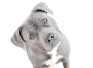 A blue and white Pit Bull Terrier mix dog looking up at the camera with a head tilt