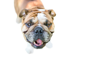 A happy English Bulldog outdoors looking up at the camera