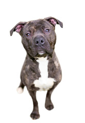 A brindle and white Pit Bull Terrier mixed breed dog looking up at the camera