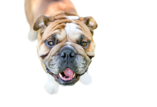 A happy English Bulldog outdoors looking up at the camera