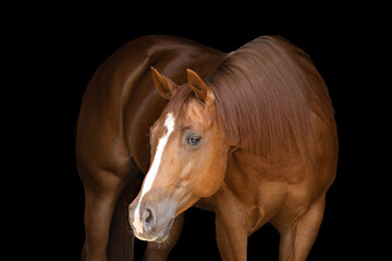Pretty Quarter Horse Mare