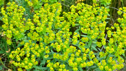 pictures of wild plants, medicinal flowers. photos of spurge flowers. - obrazy, fototapety, plakaty