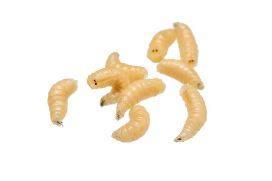 fly larvae on a transparent isolated background. png	