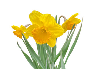 yellow daffodils isolated on white