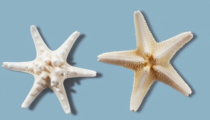 Fototapeta na wymiar starfish isolated on background